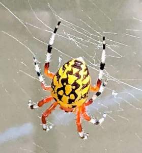 A photograph of an orb weaver