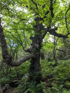A photograph of a tree