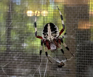 A photograph of a neoscona spider