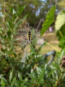 A photograph of an orb weaver
