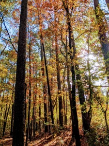A photograph of trees