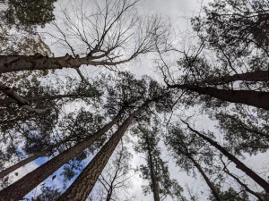 A photograph of trees
