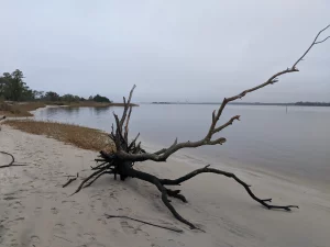 A photograph of driftwood on a shore