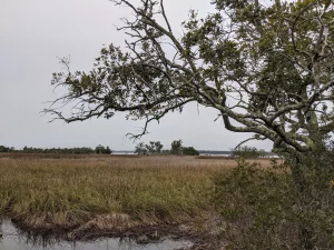 A photograph of a tree and marshy landscape