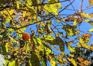 A photograph of leaves and a fruit