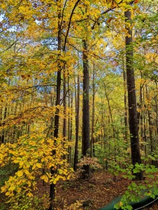 A photograph of trees