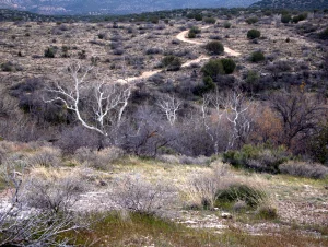 A photograph of a sparse, scrubby landscape