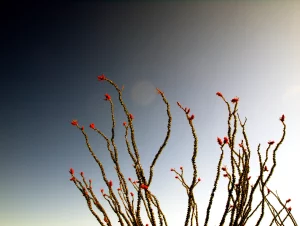 A photograph of a plant against the sky