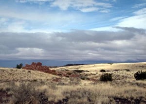 A photograph of a sparse, scrubby landscape